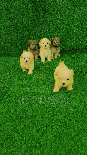 1-3 months Female Purebred Lhasa Apso