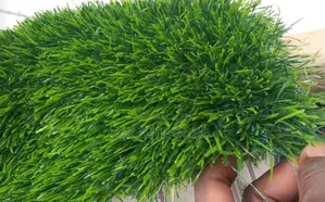 Artificial Grass Carpet Sales Available