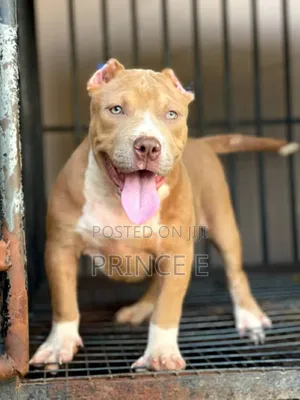 3-6 months Female Purebred American Bully