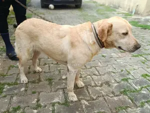 1+ year Female Purebred Labrador Retriever