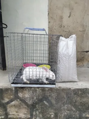 Rabbit Combo (Rabbit, Cage, Feeder Drinker and 5kg Feed)
