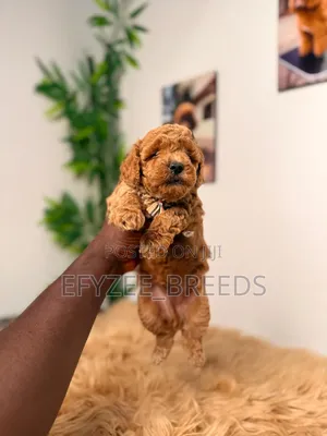 1-3 months Female Purebred Poodle