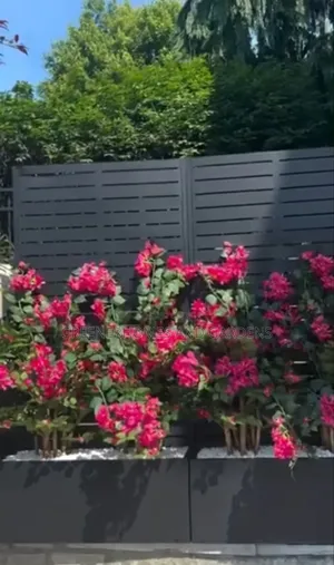 Bougainvillia Flower