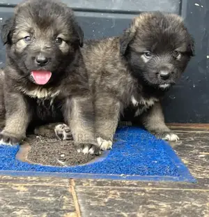 1-3 months Female Purebred Caucasian Shepherd
