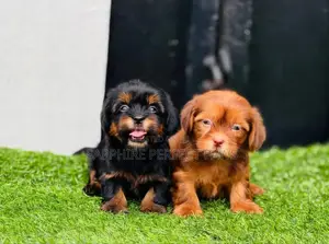 3-6 months Female Purebred Lhasa Apso