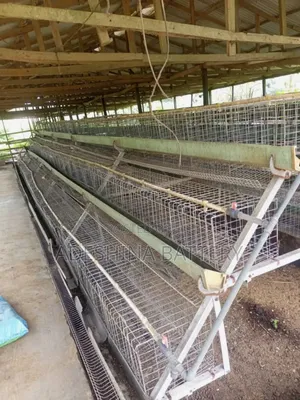 Used Battery Cages for Your Chicken