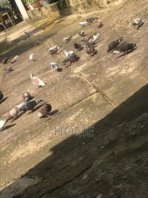 Pigeon Birds