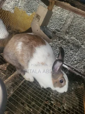Rabbits for Breeding