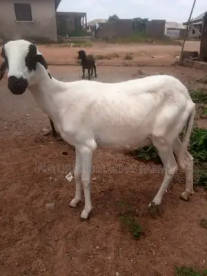 Sheep for Sale