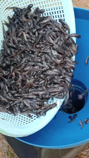 Catfish Fingerlings Fast Growing.