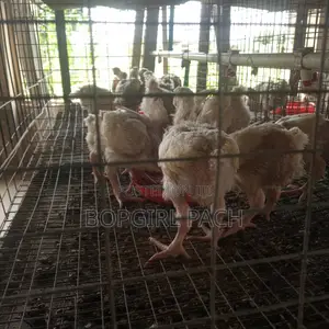 4 Weeks Broiler Chicken