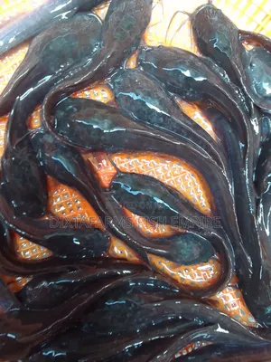 Catfish Fingerlings for Sale in Uyo