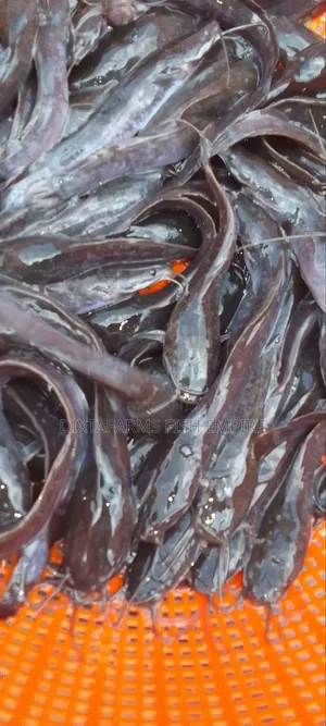 Where To Buy Catfish Fingerlings And Juveniles In Akwa Ibom State.
