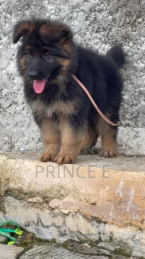 1-3 months Female Purebred German Shepherd
