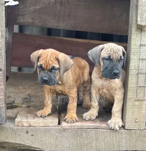 1-3 months Female Purebred Bullmastiff