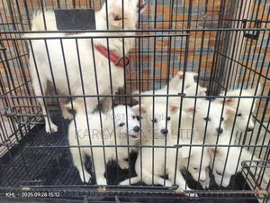 1-3 months Male Purebred American Eskimo
