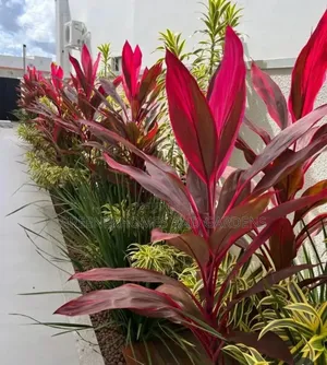 Outdoor Flowers