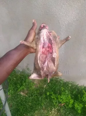 Rabbits Meat