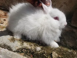 9wweks Purebreed Angora Rabbit