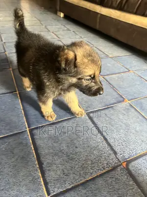 1-3 months Male Purebred German Shepherd