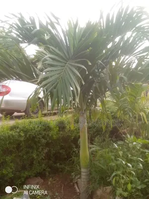 Queens Palm