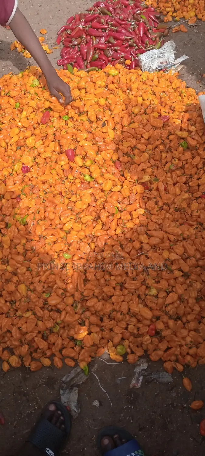 Fresh Yellow Pepper