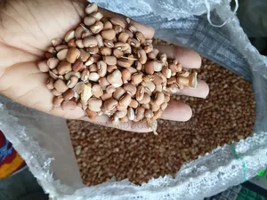 Oloyin Beans Brown Type 50kg