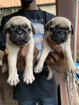 1-3 months Female Purebred Pug
