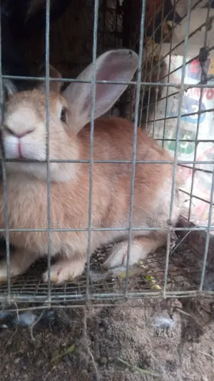 Fully Matured Rabbits