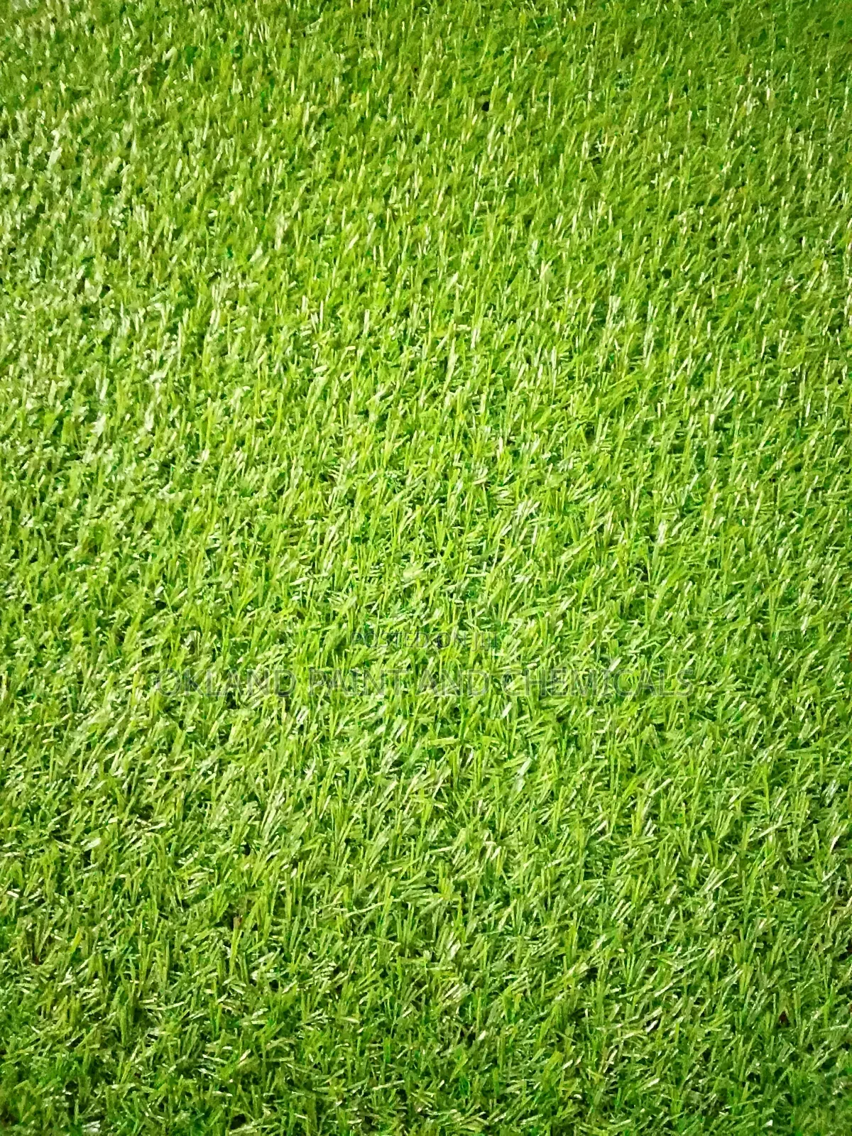 Carpet Grass Installation Services