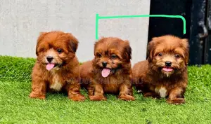 1-3 months Female Purebred Lhasa Apso