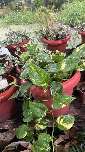 Indoor Plants Fir Sell