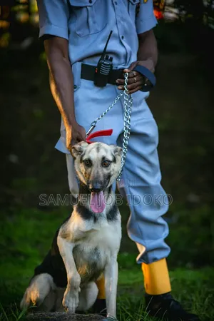 Security Guard Dogs