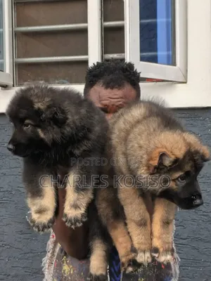 1-3 months Female Purebred Caucasian Shepherd