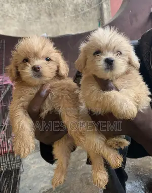 1-3 months Male Purebred Lhasa Apso