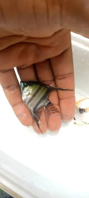Angel Fish