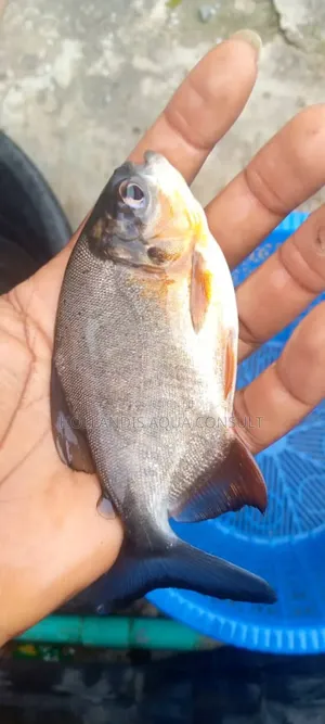 Red Belly Pacu Red Snapper