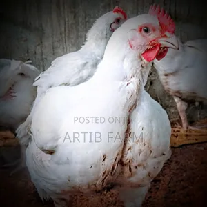 Liveweight Broiler