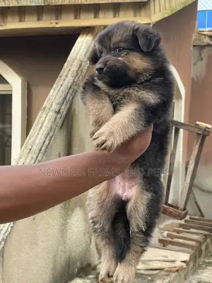 1-3 months Female Purebred German Shepherd