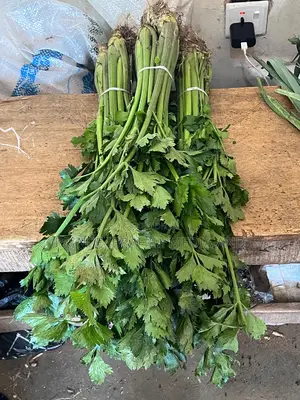 Fresh Celery