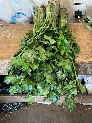 Fresh Celery