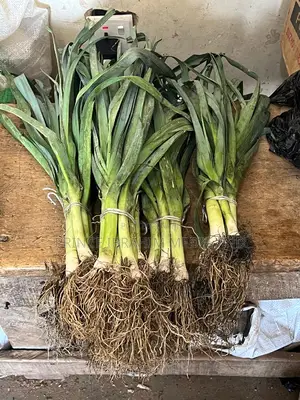 Fresh Leek
