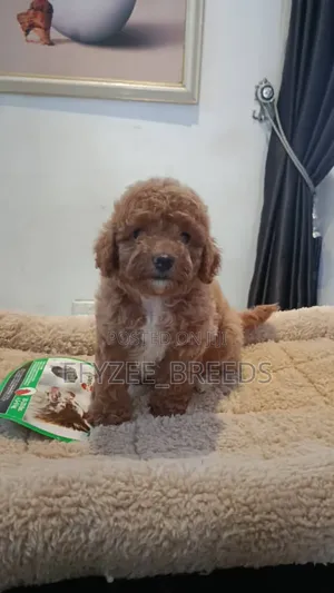 1-3 months Female Purebred Poodle