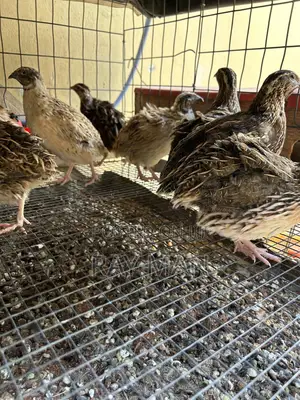 Quail Birds