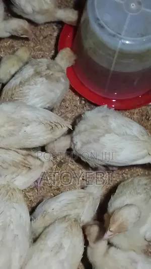 Invest in Imported Turkey and Have 50% Interest Within 6 Months