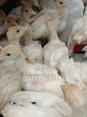 Invest in Imported Turkey and Have Your 50% Interest