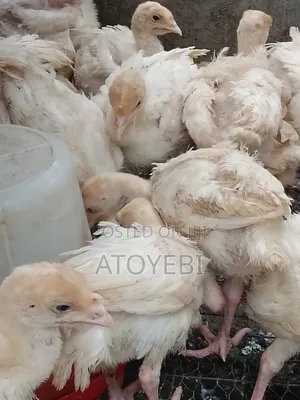 Fully Vaccinated Imported Turkey 4 Weeks
