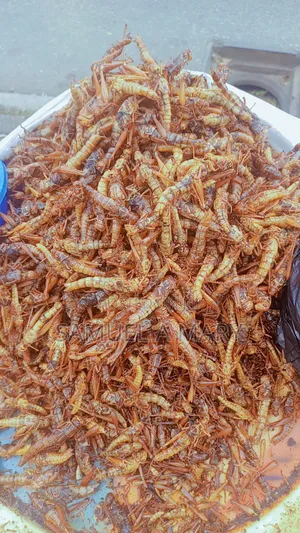 Grasshopper (Para)