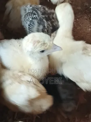 Local Turkey Is Available for Sale