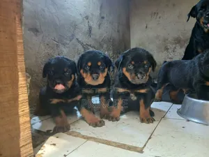 1-3 months Female Purebred Rottweiler